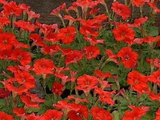 Петуния мелкоцветковая (Petunia miniflora)