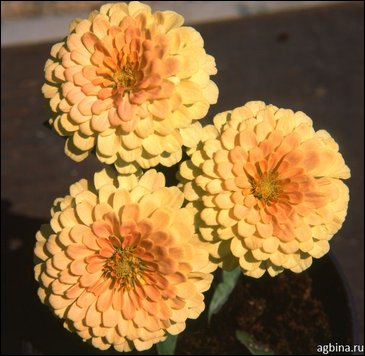 Цинния изящная (Zinnia elegans)