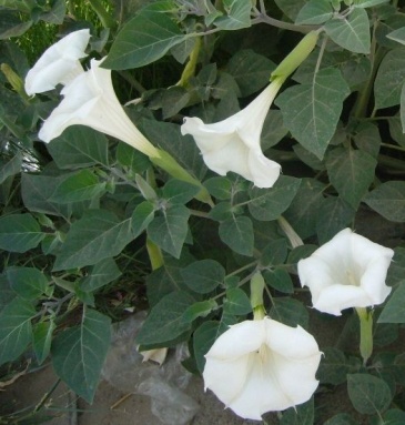 Дурман безвредный (Datura metelloides) Дурман безвредный (Datura metelloides)