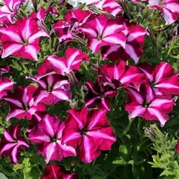 Петуния ампельная гибридная (Petunia x hybrida)