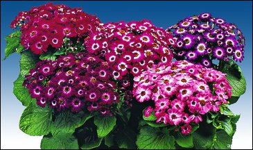 Цинерария гибридная (Pericallis cruenta)