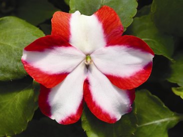 Бальзамин Уоллера (Impatiens walleriana)