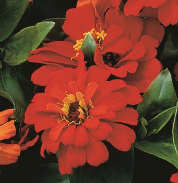 Цинния изящная (Zinnia elegans)