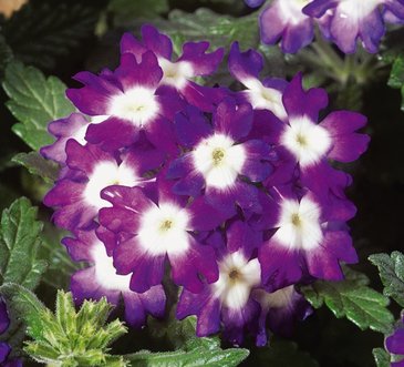 Вербена гибридная (Verbena hybrida)