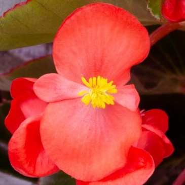 Бегония гибридная (бронзовая листва) (Begonia hybrida) Бегония гибридная (бронзовая листва) (Begonia hybrida)