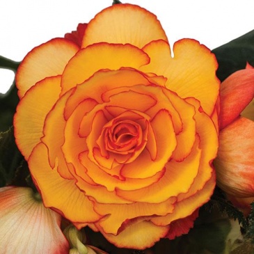 Бегония клубневая махровая (Begonia tuberhybrida)