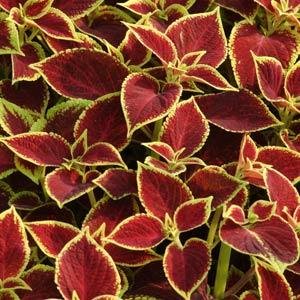 Колеус гибридный (Coleus х hybrida) Колеус гибридный (Coleus х hybrida)