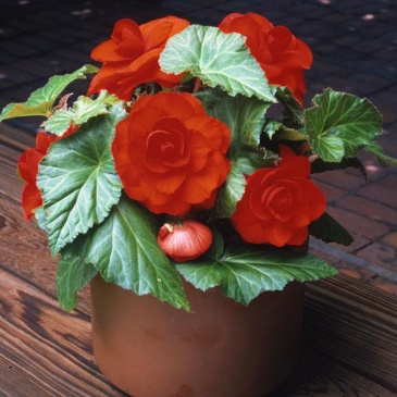Бегония клубневая махровая (Begonia tuberhybrida) Бегония клубневая махровая (Begonia tuberhybrida)