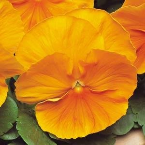Виола виттрока (Viola wittrockiana) Виола виттрока (Viola wittrockiana)