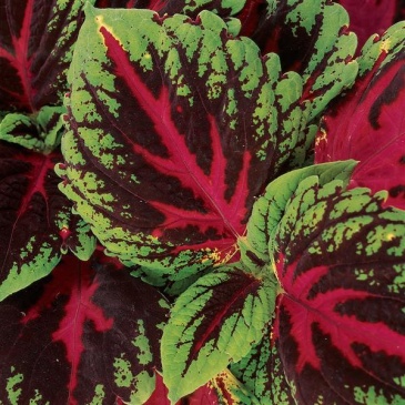 Колеус гибридный (Coleus х hybrida) Колеус гибридный (Coleus х hybrida)