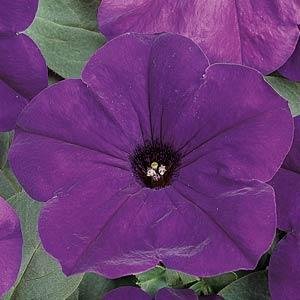 Петуния ампельная гибридная (Petunia х hybrida)