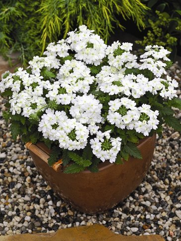 Вербена гибридная (Verbena hybrida)