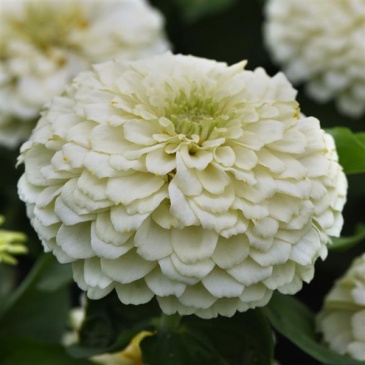 Цинния изящная (Zinnia elegans) Цинния изящная (Zinnia elegans)