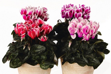 Цикламен персидский (Cyclamen persicum) Цикламен персидский (Cyclamen persicum)