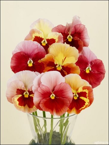 Виола Виттрока (Viola wittrockiana)