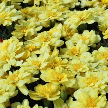 Бархатцы отклоненные (Tagetes patula)