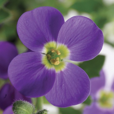 Аубриета гибридная (Aubrieta hybrida)