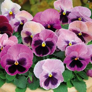 Виола виттрока (Viola wittrockiana) Виола виттрока (Viola wittrockiana)