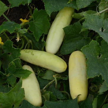 Огурец посевной (Cucumis sativus) Огурец посевной (Cucumis sativus)