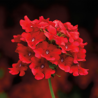 Вербена гибридная ампельная (Verbena hybrida)
