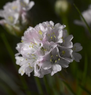 Армерия морская (Armeria maritima)