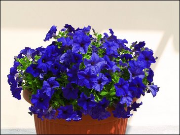 Петуния ампельная гибридная (Petunia x hybrida) Петуния ампельная гибридная (Petunia x hybrida)
