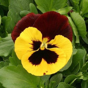 Виола виттрока (Viola x wittrockiana)