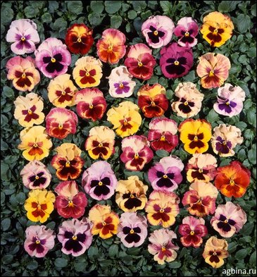 Виола Виттрока (Viola wittrockiana)