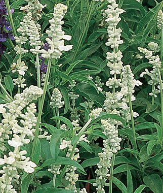 Шалфей мучнистый (Salvia farinacea)