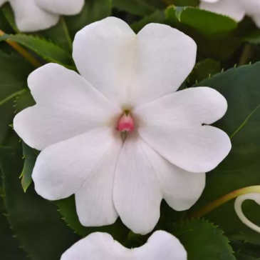 Бальзамин гибридный межвидовой (Impatiens walleriana) Бальзамин гибридный межвидовой (Impatiens walleriana)