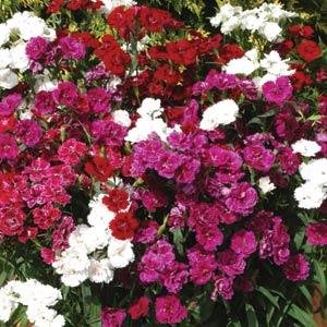 Гвоздика турецкая (Dianthus barbatus)