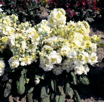 Левкой седой (Matthiola incana)