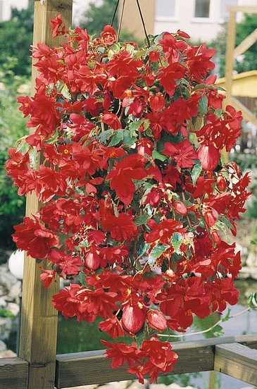 Бегония клубневая махровая ампельная (Begonia tuberhybrida) Бегония клубневая махровая ампельная (Begonia tuberhybrida)