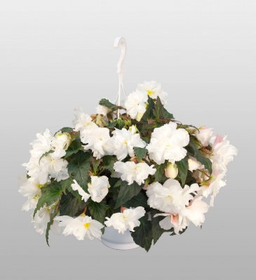 Бегония клубневая махровая ампельная (Begonia tuberhybrida) Бегония клубневая махровая ампельная (Begonia tuberhybrida)