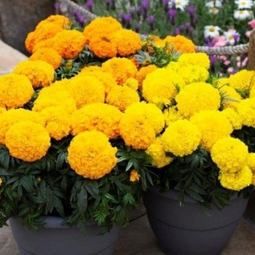 Бархатцы прямостоячие (Tagetes erecta) Бархатцы прямостоячие (Tagetes erecta)