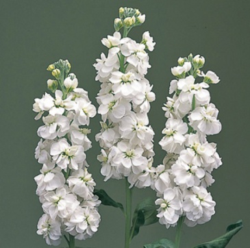 Левкой седой (Matthiola incana)