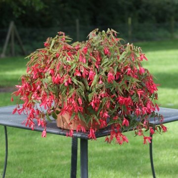 Бегония боливийская ампельная (Begonia boliviensis x hybrida)