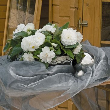 Бегония клубневая махровая (Begonia tuberhybrida)
