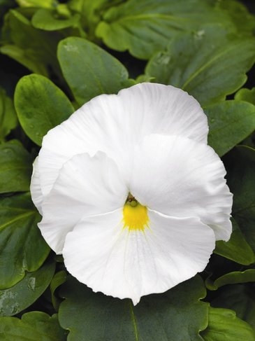 Виола Виттрока (Viola wittrockiana) Виола Виттрока (Viola wittrockiana)
