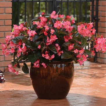 Бегония гибридная (бронзовая листва) (Begonia hybrida)