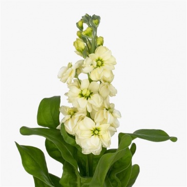 Левкой седой (Matthiola incana)