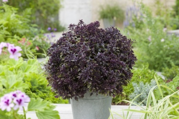 Базилик благородный (Ocimum basilicum)