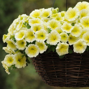 Петуния ампельная гибридная (Petunia х hybrida) Петуния ампельная гибридная (Petunia х hybrida)