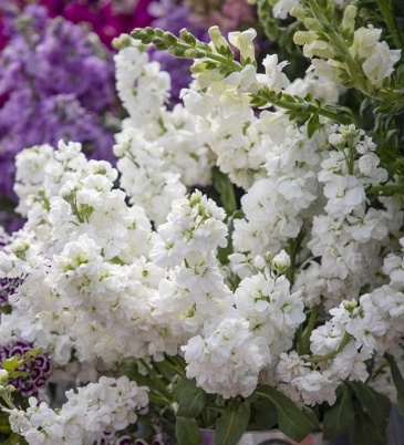 Левкой седой (Matthiola incana)