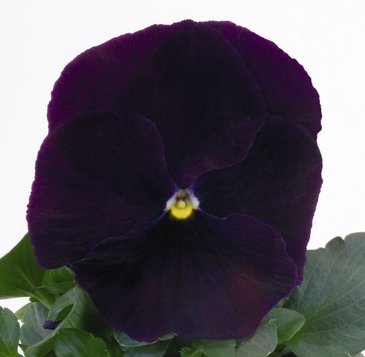Виола виттрока (Viola wittrockiana)