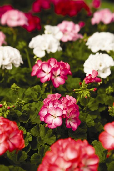Герань (пеларгония садовая) (Pelargonium x hortorum)