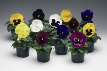 Виола Виттрока (Viola wittrockiana) Виола Виттрока (Viola wittrockiana)