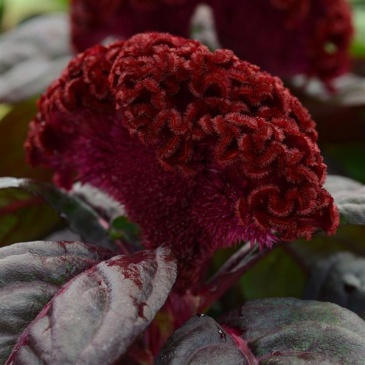 Целозия гребенчатая (Celosia cristata)