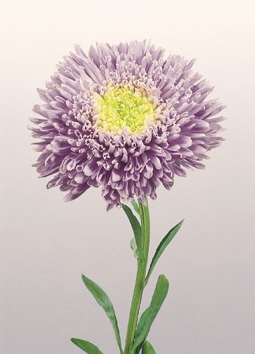 Астра китайская (Callistephus chinensis)