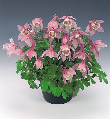 Аквилегия вееровидная (Aquilegia flabellata)